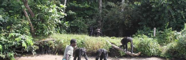 美国在非洲赖比瑞亚野放感染传染病的实验室黑猩猩 惊传变成食人族！