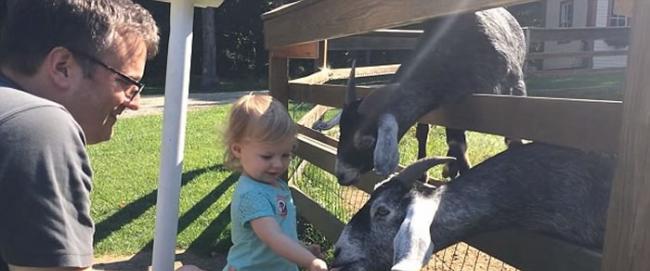 女童随家人在农场内学习喂山羊 山羊等得不耐烦咬女童头发
