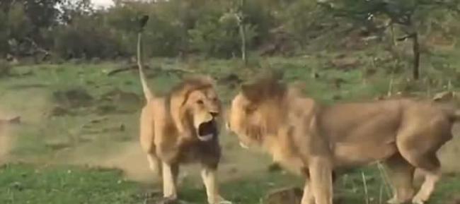 两只雄狮为争夺与雌狮交配大打出手