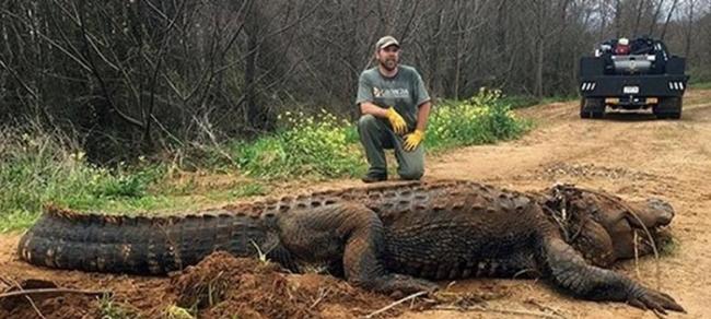 野生动物学家豪斯（Brent Howze）与巨鳄合照，但因为他离鳄鱼有段距离，因此被网友质疑照片作假。