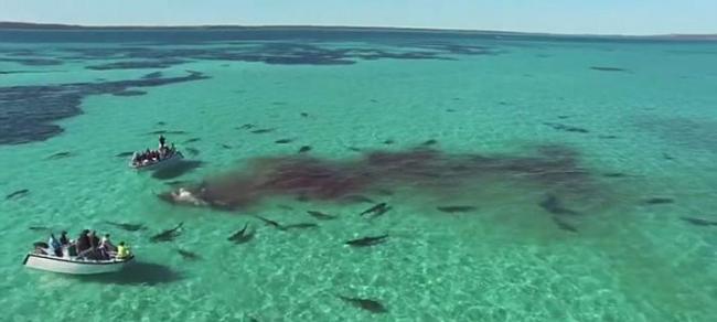 航拍到澳洲西澳省鲨鱼湾内近70条虎鲨分食一条鲸鱼尸体