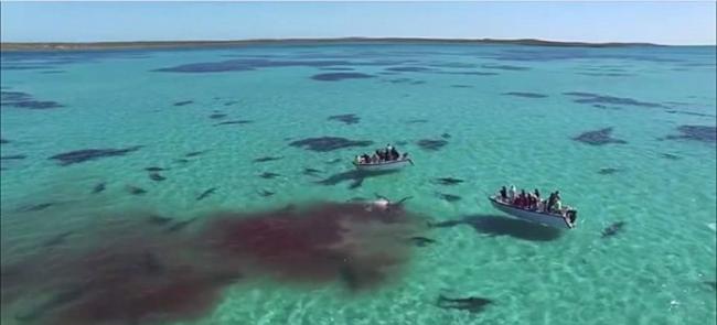 航拍到澳洲西澳省鲨鱼湾内近70条虎鲨分食一条鲸鱼尸体