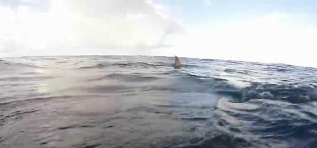 澳洲渔夫出海突然发现船下聚集了30只鲨鱼
