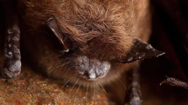 一只罹患白鼻症的小棕蝠在新罕布夏州冬眠。 PHOTOGRAPH BY STEPHEN ALVAREZ, NATIONAL GEOGRAPHIC CREATIVE