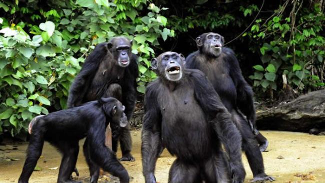 美国在非洲赖比瑞亚野放感染传染病的实验室黑猩猩 惊传变成食人族！