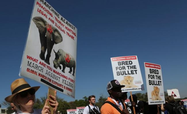 示威者抗议杀戮大象和犀牛。
