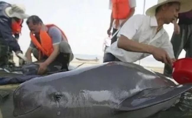 去年安庆宿松县发现受伤的江豚。