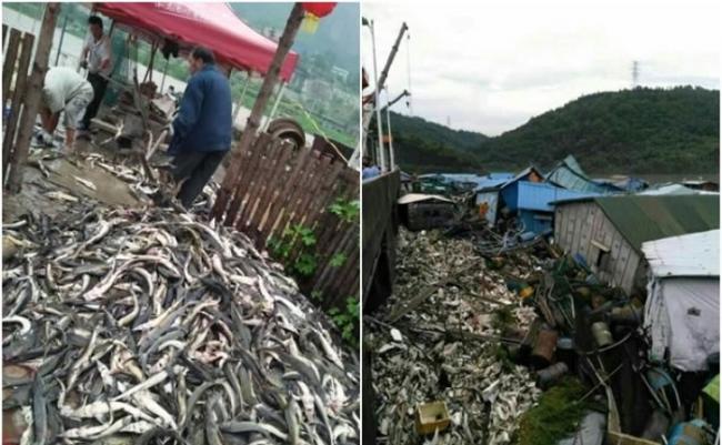 近万吨外来鲟鱼、杂交鲟鱼逃逸，恐对长江造成深远影响。