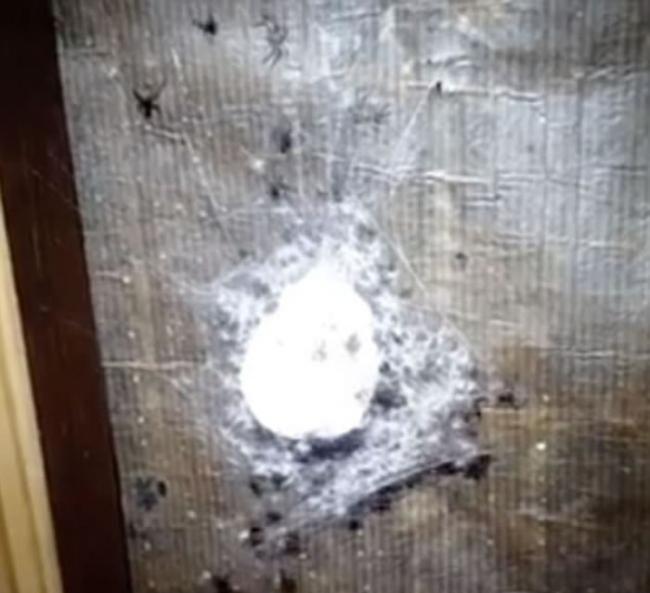 澳洲灭虫专家捣巢 逾百小蜘蛛空群而逃