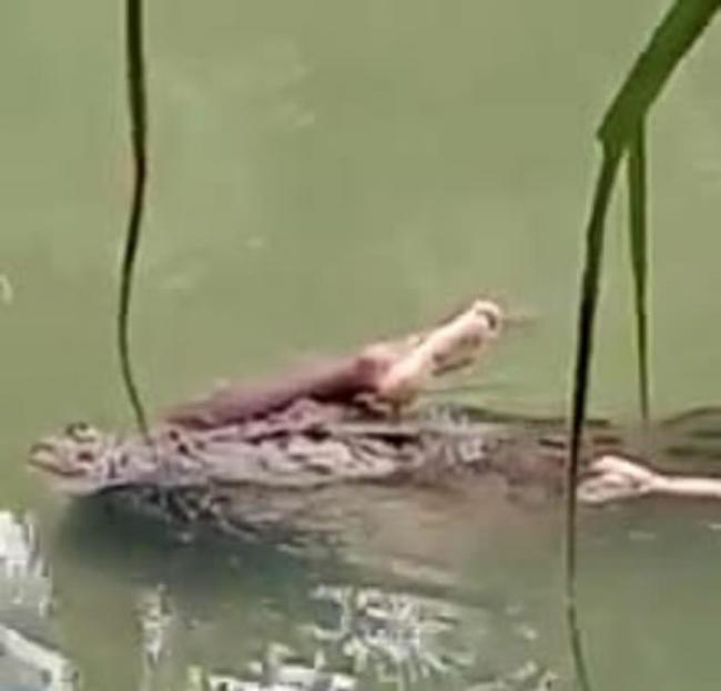 印尼苏拉威西岛东南部马拉格河鳄鱼咬着人腿浮出水面 遗体救出竟完好