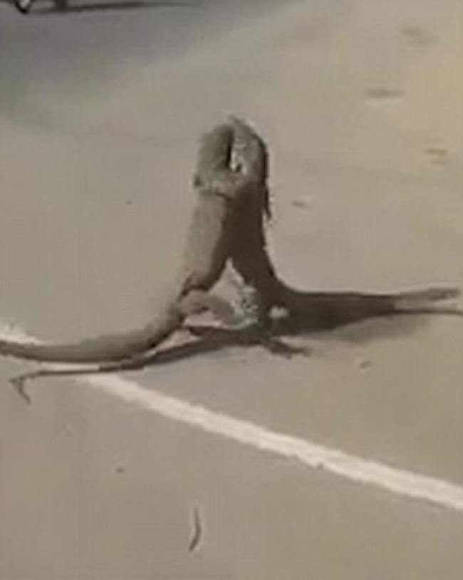 精彩：两头美洲鬣蜥在车来车往街头扭打