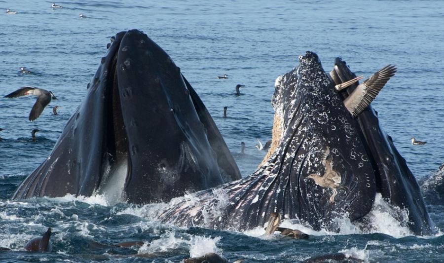 美国加利福尼亚近海一头驼背鲸差点活吞一只在海面捕鱼的鹈鹕