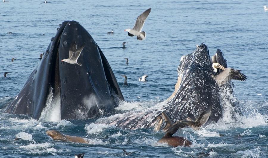 美国加利福尼亚近海一头驼背鲸差点活吞一只在海面捕鱼的鹈鹕