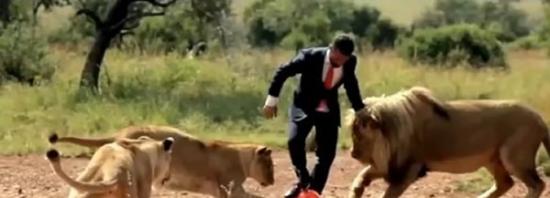 南非动物园“狮语者”与3只狮子踢足球