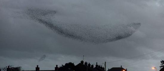 英国坎布里亚郡椋鸟群在迁徙中摆出风格各异造型