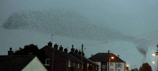 英国坎布里亚郡椋鸟群在迁徙中摆出风格各异造型