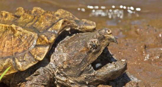 北美洲体型最大的淡水龟“真鳄龟”其实可分成三个物种
