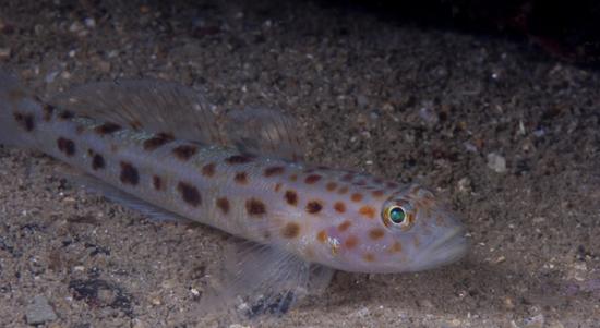 英国德文郡一间水族馆早前成功人工繁殖出豹斑虾虎鱼，相信是其首次的人工繁殖。