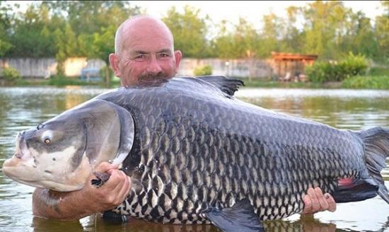 英国男子在泰国仅以一片面包便钓到一条重达150磅的暹罗鲤鱼