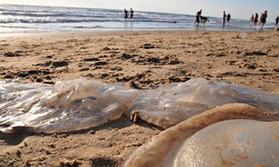 该种有毒水母入侵苏伊士运河，曾迫使附近的沙滩关闭。