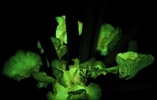 巴西荧光蘑菇晒出“灯光秀”来吸引昆虫帮助传播它们的孢子