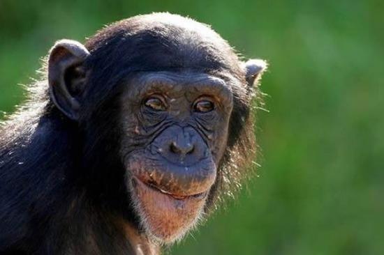 研究发现黑猩猩在玩游戏方面的能力要高于人类儿童