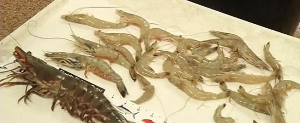 美国佛罗里达渔民从圣约翰河中捕获巨型亚洲虎虾