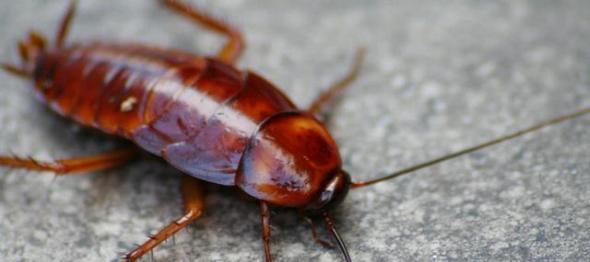 研究人员发现蟑螂有的是无畏的探险家，有的则畏畏缩缩。