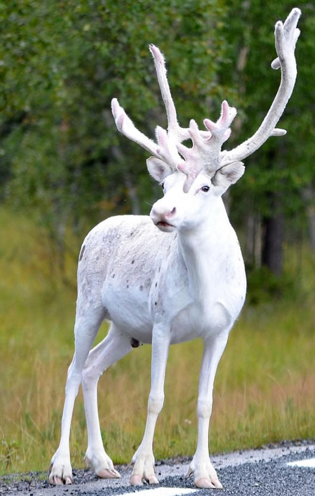 瑞典野外森林发现一头稀有的纯白色野生驯鹿