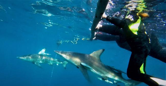 南非鲨鱼专家Mia Vorster在Aliwal Shoal水域拍摄到黑鳍鲨似正在吞食另一头鲨鱼