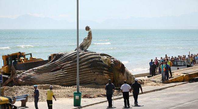 一头体长约14米的座头鲸周二晚上被海水冲上海滩