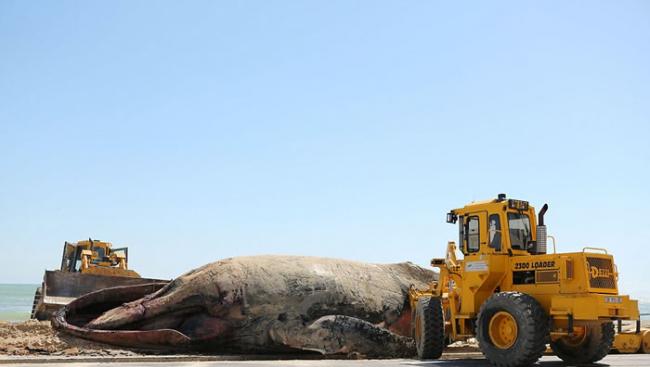 鲸鱼的尸体已被用挖土机运走，将被安葬在一个垃圾填埋场。