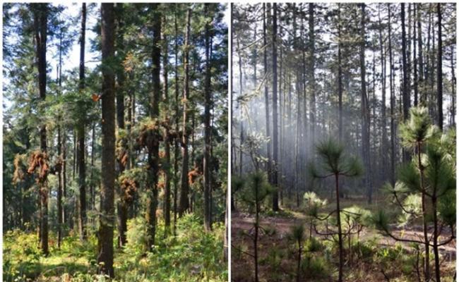 松树（右）和冷杉（左）的生长环境受威胁。