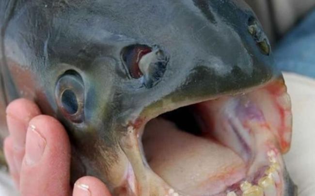 帕库食人鱼的牙齿锋利