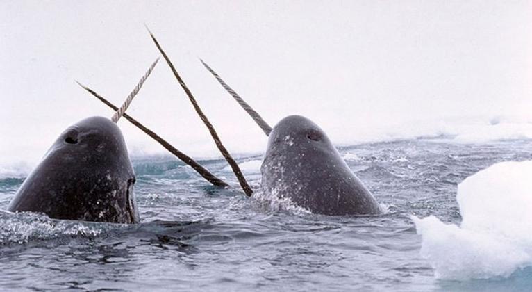 独角鲸用长牙吸引异性