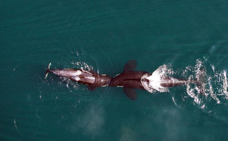 无人机记录逆戟鲸的日常行为和健康状况