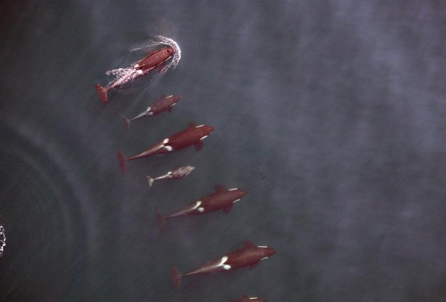 无人机记录逆戟鲸的日常行为和健康状况