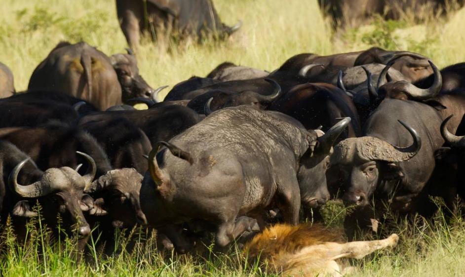 南非克鲁格国家公园受伤狮子被水牛群冲撞踩死