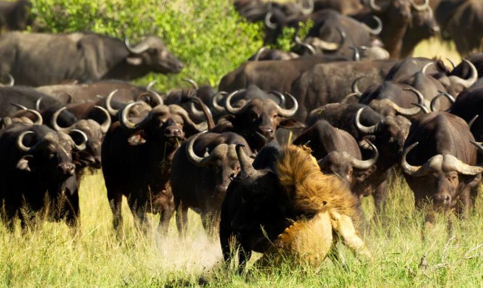 南非克鲁格国家公园受伤狮子被水牛群冲撞踩死