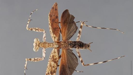 这是一只雄性“Liturgusa tessae”螳螂。