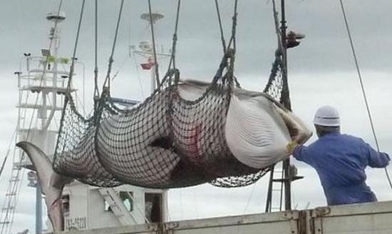 日本政府计划把在南极海域科研捕鲸的小须鲸数量，定为每年333头。