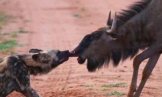 南非保育区非洲野犬及牛羚角力一幕