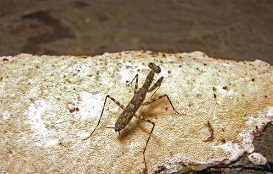 “Liturgusa algorei”螳螂是新发现的螳螂物种之一，发现于秘鲁北部的亚马逊河沿岸。