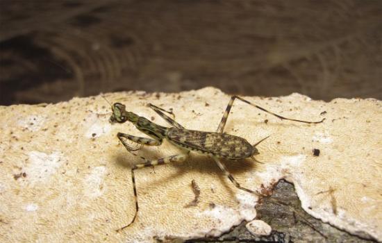 这只雌性“Liturgusa krattorum”螳螂发现于秘鲁北部的亚马逊河沿岸。