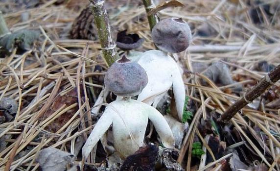 英国诺福克郡发现新品种人形蘑菇geastrum britannicum
