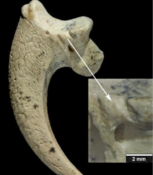 尼安德特人在13万年前就使用鹰爪制作人类最早的首饰