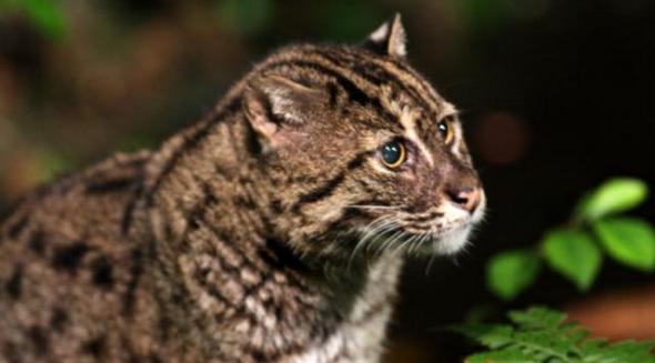 这是生活在湿地环境的钓鱼猫。目前科学家最新研究发现柬埔寨自2003年消失钓鱼猫以来，近期首次发现钓鱼猫活动踪迹。