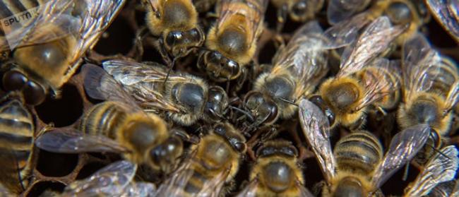 《科学进展》期刊：蜜蜂能做简单加减法