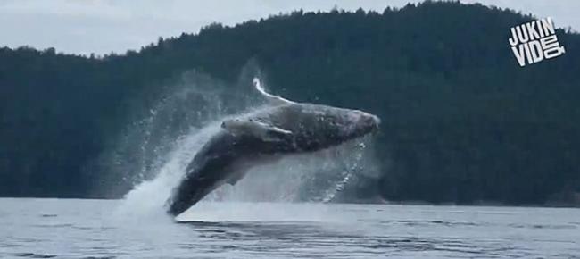 加拿大座头鲸独木舟旁突跃起 游客惊喜变惊慌