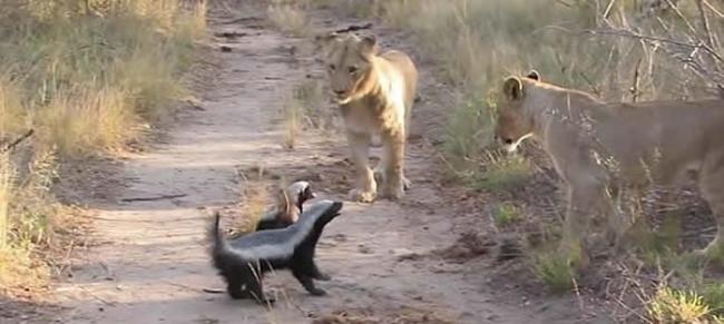 南非野生动物公园两只蜜獾竟与一个狮子家庭对峙
